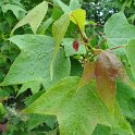 Liquidambar formosana feuille